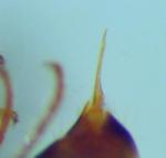 Fire Ant Stinger